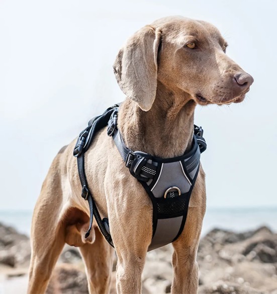 Tirimisvastased traksid koerale, pehmendusega, hall-must (VPETBR-H1)