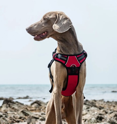 Tirimisvastased traksid koerale, pehmendusega,...