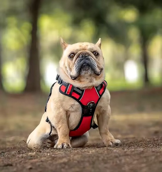Tirimisvastased traksid koerale, pehmendusega, punane-must (VPETBR-H1)