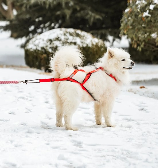 Koera veotraksid, punane-must (VPETBR-H1)
