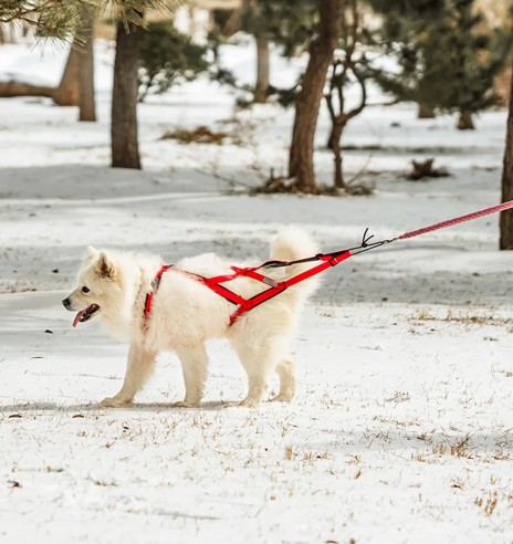Шлейка ездовая спортивная, красно-черные...