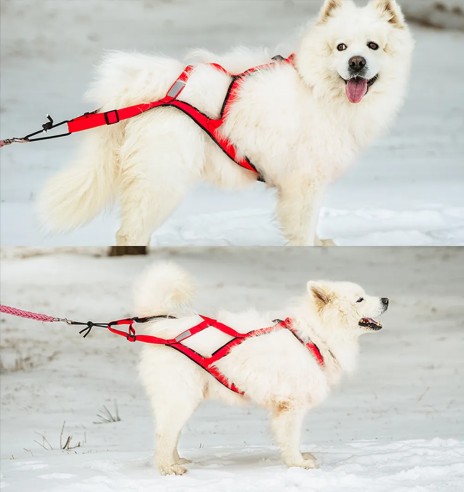 Шлейка ездовая спортивная, красно-черные...