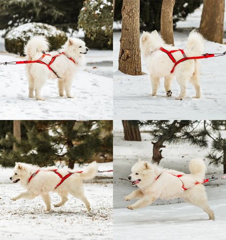 Koera veotraksid, punane-must (VPETBR-H1)