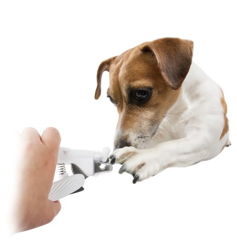 Koera küünetangid LED-valgustusega (Pawise)