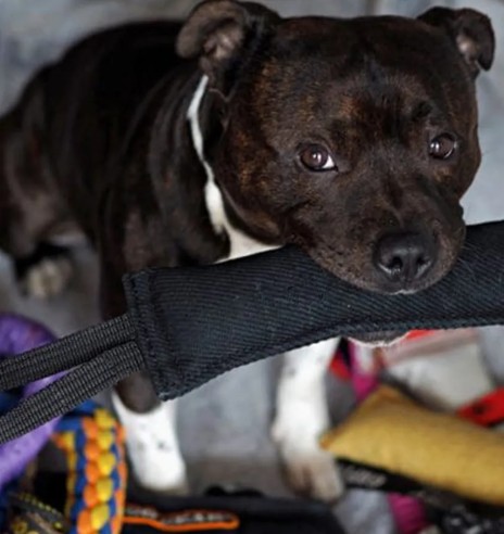 Ухватка для собак из хлопковой ткани, с одной...