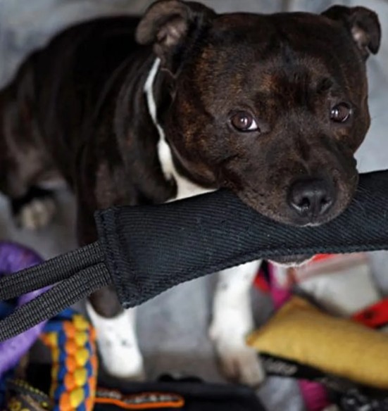 Ухватка для собак из хлопковой ткани, с одной петлей, чёрная (Dingo Gear)