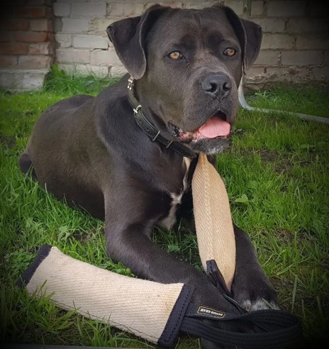 Patukas-nuts džuudist, ühe aasaga (Dingo Gear)