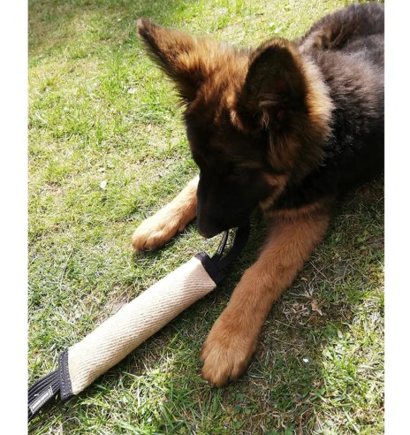 Patukas-nuts džuudist, kahe aasaga (Dingo Gear)