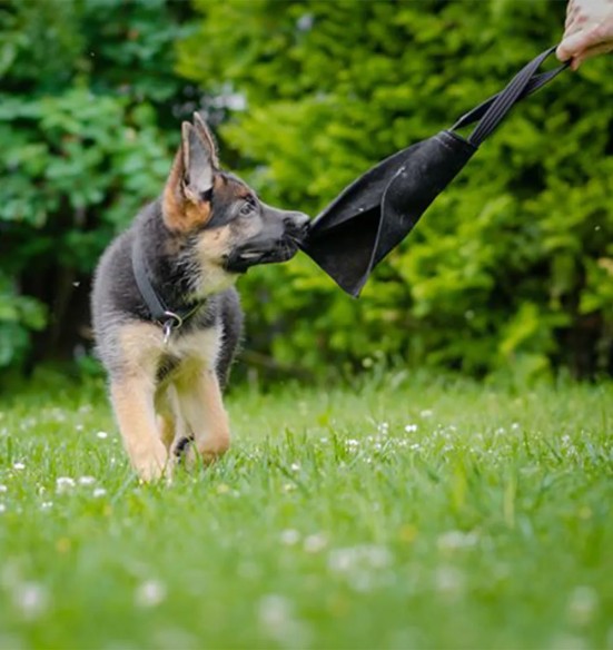 Sikutusnahk naturaalsest nahast, ühe aasaga, must (Dingo Gear)