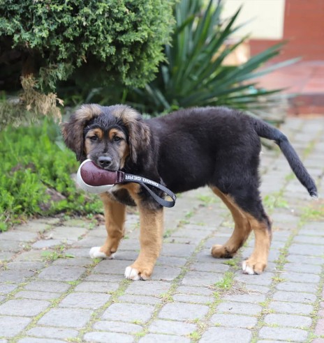 Pall-nuts naturaalsest nahast, ühe aasaga, Ø 11...