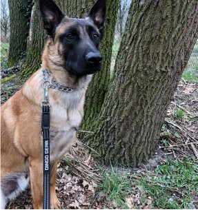 Нейлоновый поводок для собак Classic, 1.1–1.8 м, серый (Red Dingo) – Прогулочные поводки из текстиля – Red Dingo – Valgekihv 2