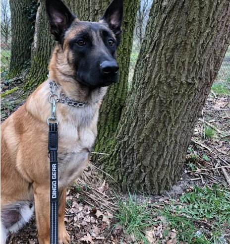 Koera jalutusrihm kummeeritud, aasaga, must...