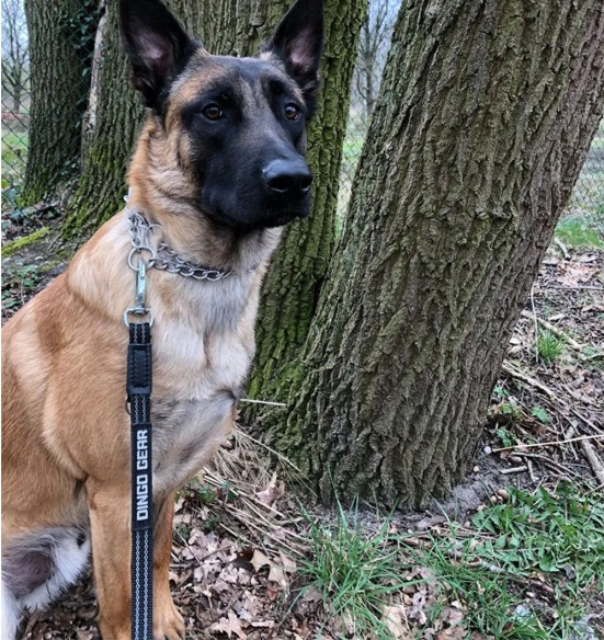 Koera jalutusrihm kummeeritud, aasaga, must (Dingo Gear)