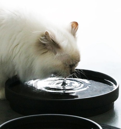 Keraamiline kauss kassile I Love Happy Cats (D&D)