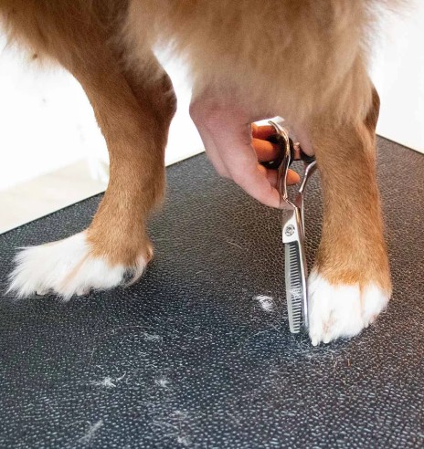 Fileerimiskäärid koera ja kassi karva...