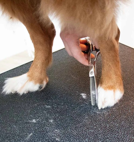 Fileerimiskäärid koera ja kassi karva õhendamiseks (Noir Japandi)