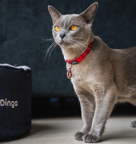 Ошейник для кошек, красный Classic Red (Red Dingo)