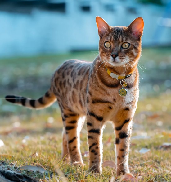 Ошейник для кошек, жёлтый Classic Yellow (Red Dingo)