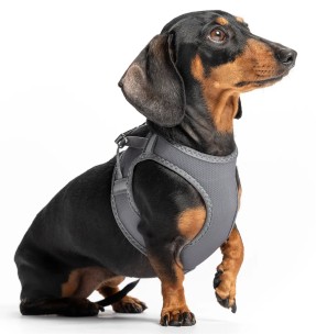 Kassi traksid ja jalutusrihm, punane Classic Red (Red Dingo)–Traksid ja jalutusrihmad–Red Dingo–Valgekihv 2