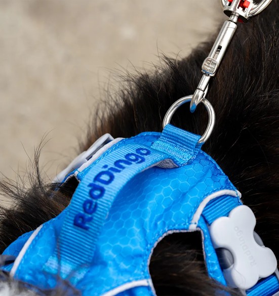 Traksid koerale SPORT, sinine (Red Dingo)