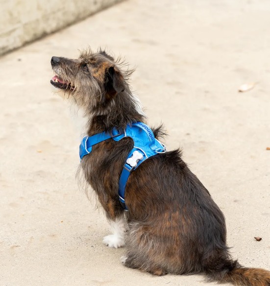 Traksid koerale SPORT, sinine (Red Dingo)