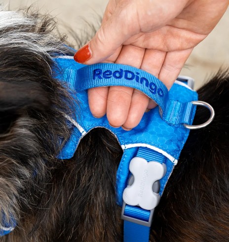 Traksid koerale SPORT, sinine (Red Dingo)