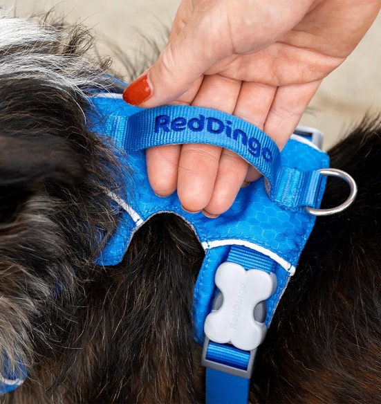 Traksid koerale SPORT, sinine (Red Dingo)