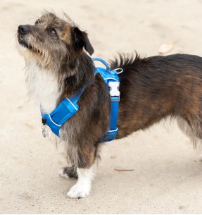 Traksid koerale võrkkangast, punane (Red Dingo)–Tekstiilist–Red Dingo–Valgekihv 2