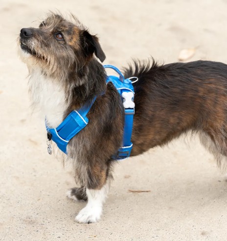 Traksid koerale SPORT, sinine (Red Dingo)