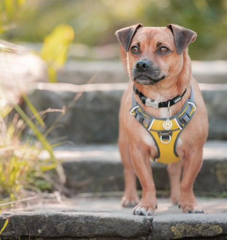 Traksid koerale vooderdatud Padded Harness...