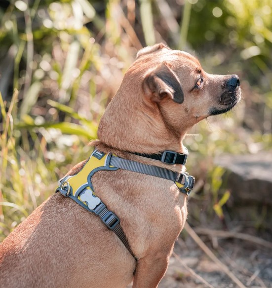 Traksid koerale vooderdatud Padded Harness Yellow (Red Dingo)