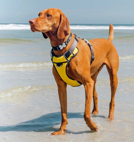 Traksid koerale vooderdatud Padded Harness Yellow (Red Dingo)