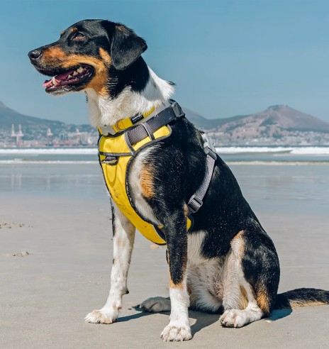 Traksid koerale vooderdatud Padded Harness...