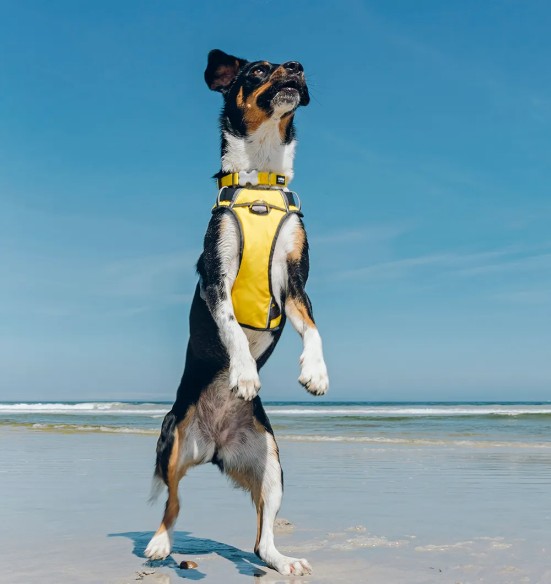 Traksid koerale vooderdatud Padded Harness Yellow (Red Dingo)