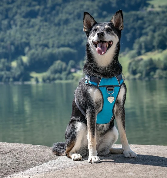 Traksid koerale vooderdatud Padded Harness Turquoise (Red Dingo)