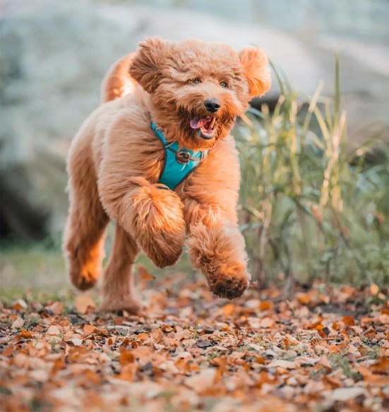 Шлейка с мягкой подкладкой для собак Padded Harness Turquoise (Red Dingo)