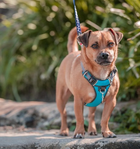 Traksid koerale vooderdatud Padded Harness...