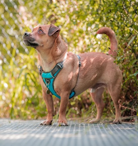 Traksid koerale vooderdatud Padded Harness...