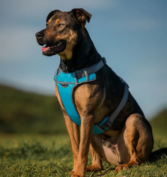 Traksid koerale vooderdatud Padded Harness Turquoise (Red Dingo)