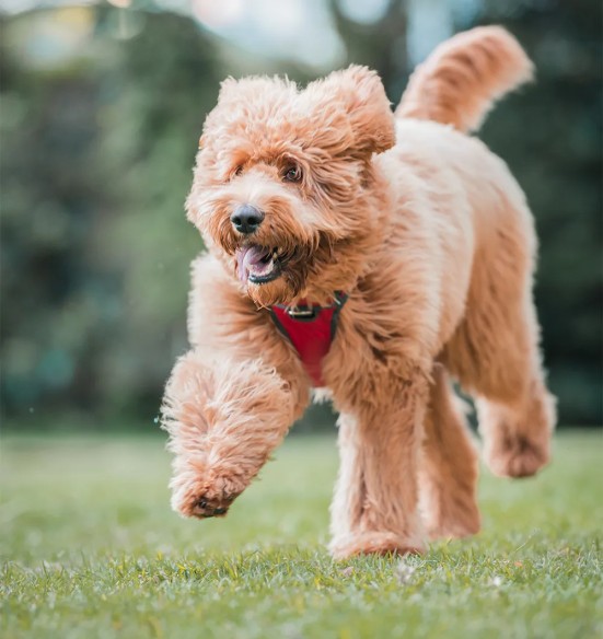 Шлейка с мягкой подкладкой для собак Padded Harness Red (Red Dingo)