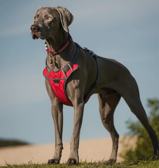 Шлейка с мягкой подкладкой для собак Padded Harness Red (Red Dingo)