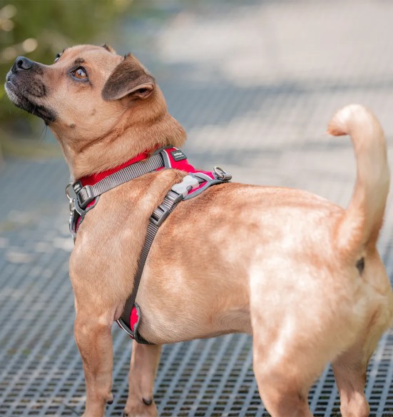 Шлейка с мягкой подкладкой для собак Padded Harness Red (Red Dingo)