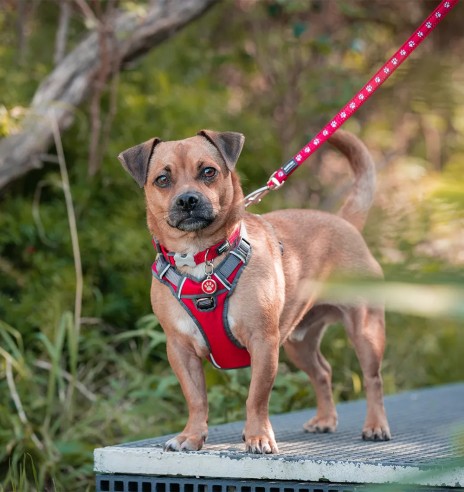 Traksid koerale vooderdatud Padded Harness Red...