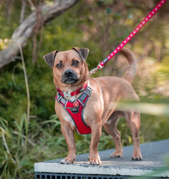 Traksid koerale vooderdatud Padded Harness Red (Red Dingo)