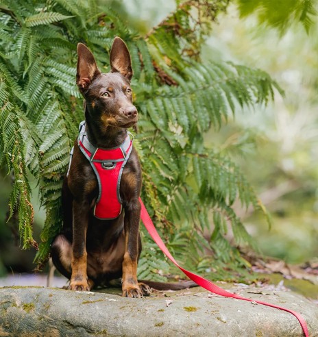 Traksid koerale vooderdatud Padded Harness Red...