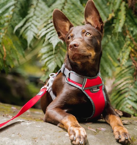 Traksid koerale vooderdatud Padded Harness Red...