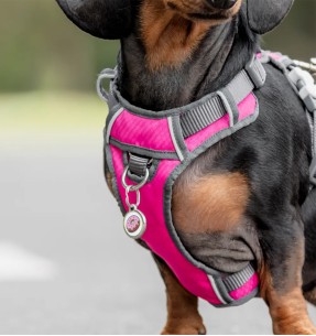 Traksid koerale vooderdatud Padded Harness Hot Pink (Red... 2