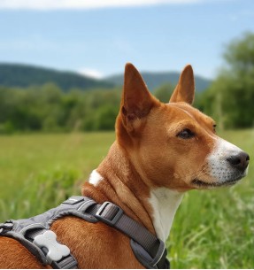 Traksid ja jalutusrihm väikesele koerale või kassile, kamuflaaž roheline Camouflage (Dogness Little Rascal)–Pehmendusega–Dogness–Valgekihv 2