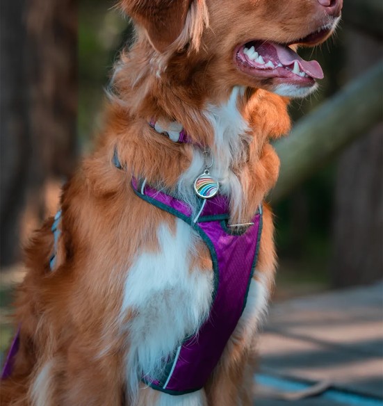Шлейка с мягкой подкладкой для собак Padded Harness Purple (Red Dingo)