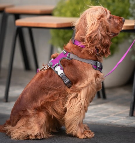 Traksid koerale vooderdatud Padded Harness...